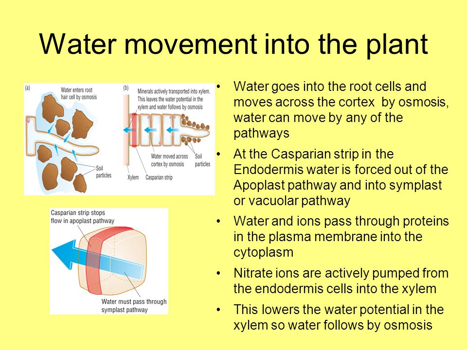 Movement of Water in Roots: 3 Pathways (With Diagram)